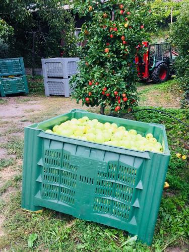 a basket full of apples in front of a tree at Tannerhof Bed & Breakfast in Caines