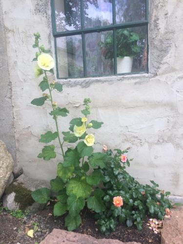 a flower bush in front of a window at The Old Henhouse in Tollarp