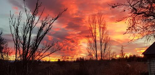 a sunset with two trees in the foreground at Hawkdun Rise Vineyard & Accommodation in Alexandra