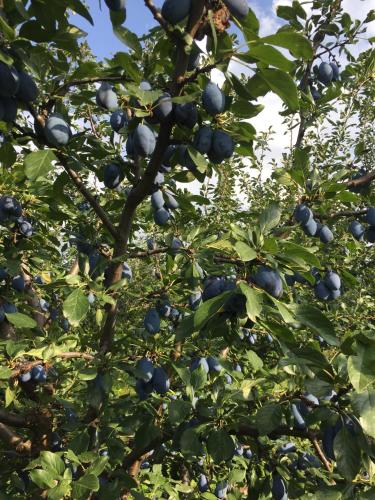 a tree with lots of fruit on it at Wineyards Salin in Turda