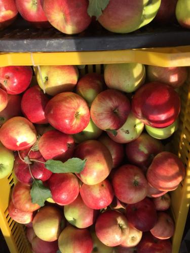 a bunch of red apples on display at a store at Wineyards Salin in Turda