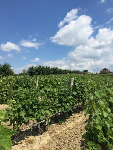 a field of cabbage plants with a sky background at Wineyards Salin in Turda