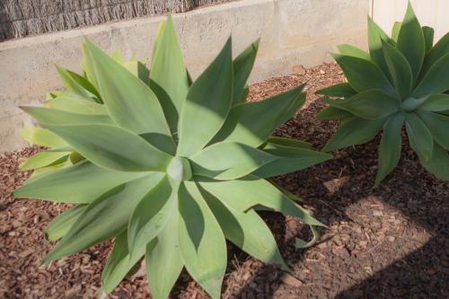 two green plants in the ground next to a wall at FortyTwo - Oceanside Retreat Busselton in Busselton
