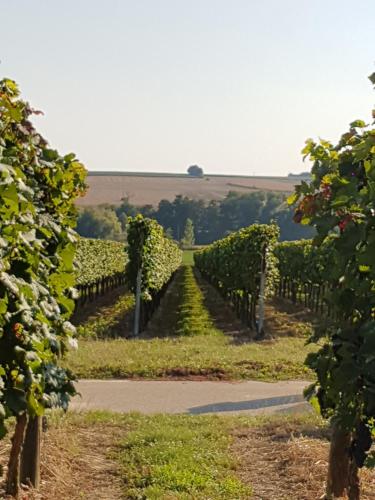 a road in a vineyard with a bunch of vines at Weingut & Gästehaus Nagel in Kapellen-Drusweiler