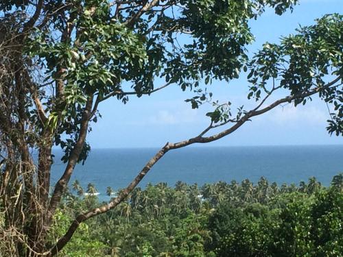 a bird perched on a tree branch overlooking the ocean at Tabula Rasa Resort & Spa in Galle