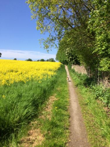 a dog walking down a dirt road through a rapeseed field at Troense Bed and Breakfast by the sea in Svendborg