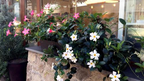 a bunch of pink and white flowers in a pot at B&B Sorrento Central in Sorrento
