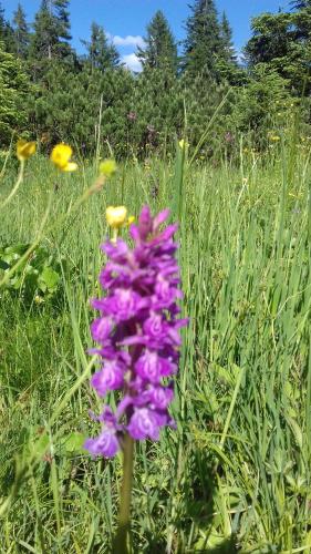 a purple flower in the middle of a field at Gästehaus Bergstüberl in Reit im Winkl
