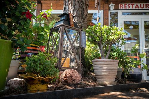 a lantern in a garden with potted plants at Logis Hôtel- Hôtel Restaurant Le Rialto in Le Sequestre