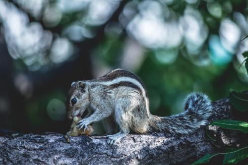 a squirrel sitting on top of a tree branch at Walauwa The Villa Ahungalla in Ahungalla