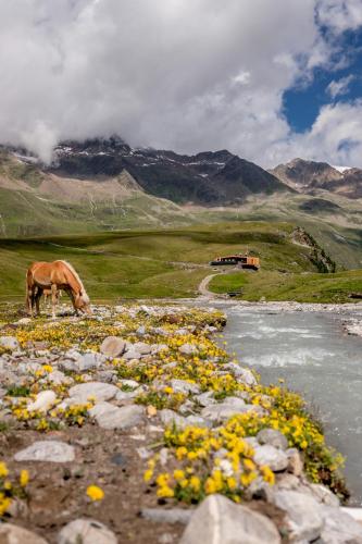 a horse grazing in a field next to a river at Piccard Nº 5 in Obergurgl