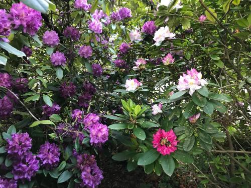 a bunch of purple and white flowers in a garden at Villa Jakobsbrunnen in Winterthur