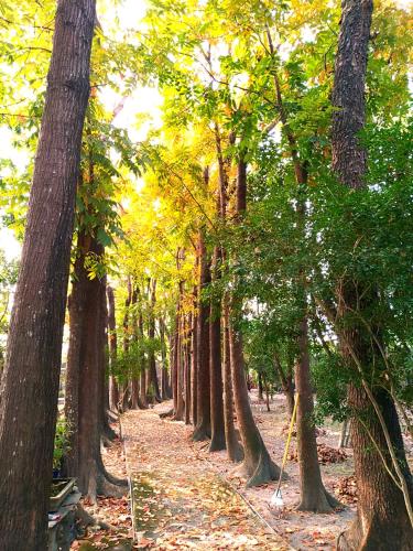 a row of trees with a swing in a forest at Meinong Yun Shanju Homestay in Meinong