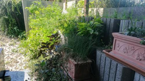 a garden with plants and a fence at Kukucs Etyek Dézsafürdő Vendégház in Etyek