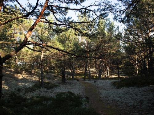 a path in a wooded area with trees at Dariusz Apartament PREMIUM Jurata z garażem in Jurata