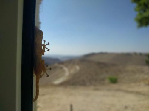 a spider on a window with a dirt road in the background at Dead Sea Desert's Edge in Arad
