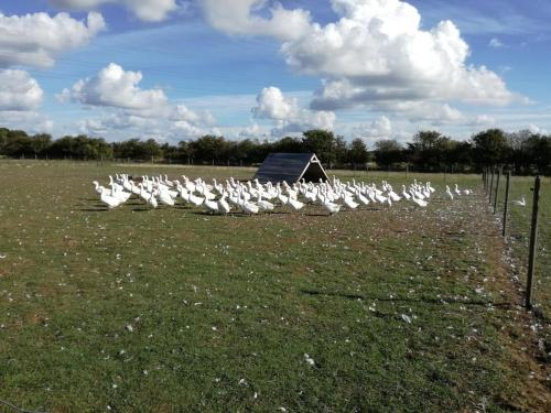 a flock of white birds standing in a field at Rosengaard holiday apartment and B&B in Bramming