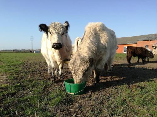 two cows standing in a field eating from a green bowl at Rosengaard holiday apartment and B&B in Bramming