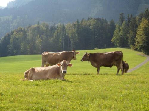 a group of cows standing in a field of grass at Berghof Vöglerbrand in Andelsbuch