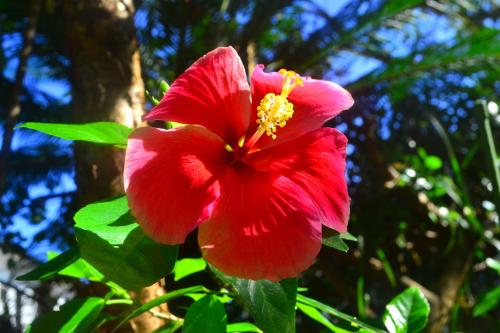 a red flower in front of a tree at AMAMI-Green-Garden in Amami