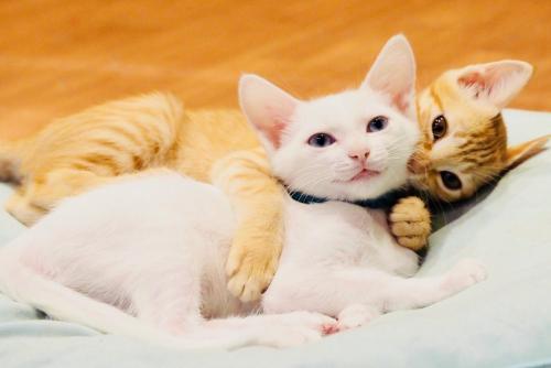 three kittens laying on top of each other at Nekokura Hostel in Fukuoka