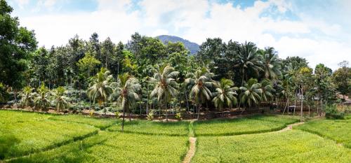 a field of palm trees in a field of grass at Gurubeula Leisure As You Wish in Deniyaya