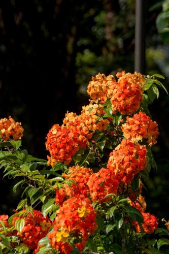 a bunch of red flowers on a tree at Gurubeula Leisure As You Wish in Deniyaya