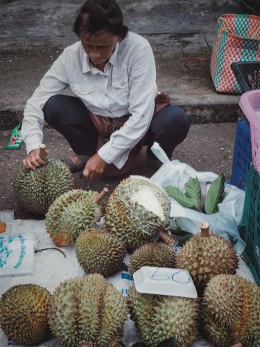 a man kneeling down next to a bunch of durians at Rub Lom Chom Klong Homestay in Chumphon