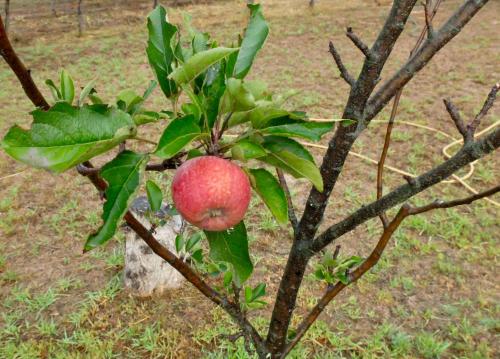 a tree with a red apple on a branch at Doorways in Barrydale