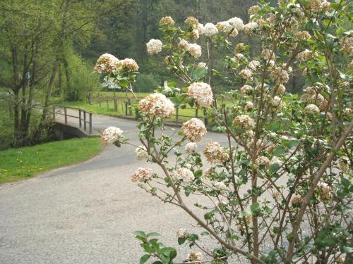 a tree with white flowers on the side of a road at Gasthof & Landhotel Ohrnbachtal in Weilbach