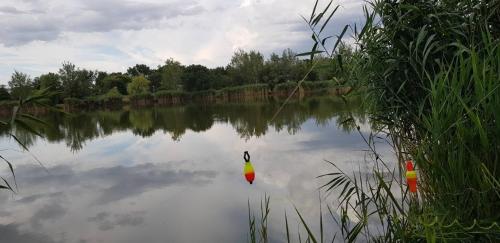 a duck in the middle of a lake at Tó úti Vendégház in Mezőtúr