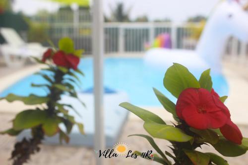 a plant with a red flower in front of a pool at Villa les 4R in Les Abymes