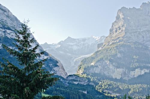 a view of a mountain range with a tree at Apartment Felix - GRIWA RENT AG in Grindelwald