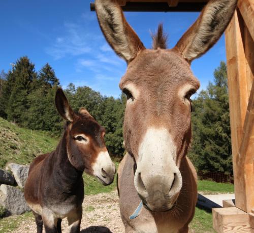 two donkeys are standing next to each other at Residenz Erschbaum in Valdaora