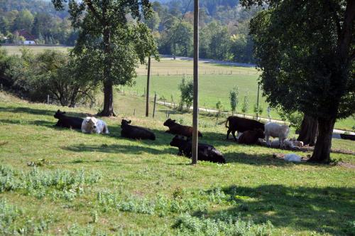 a group of cows laying in the grass in a field at Mostheuriger Steyrdurchbruchalm in Leonstein