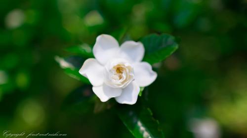 a close up of a white flower at Forest West Nishi in Nakijin