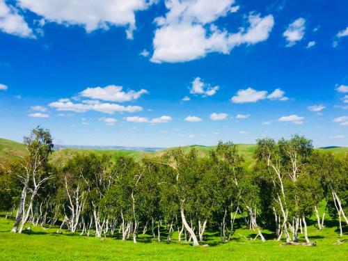 a row of trees in a field with a blue sky at Lemongo Youth Hostel Hohhot in Hohhot
