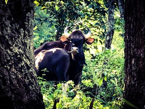 a bull with horns standing between two trees at Davis Farm House in Marayoor