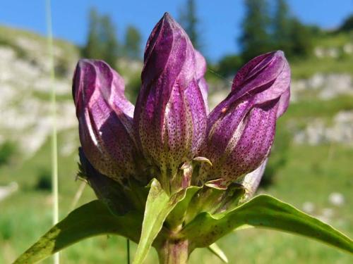 Giardino di Sportpension Schober