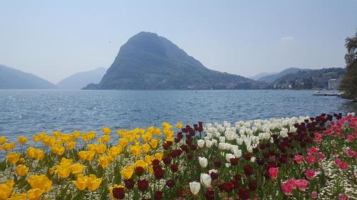 a field of flowers next to a body of water at Prestige Apartments by Quokka 360 - spacious flats with terraces in Lugano