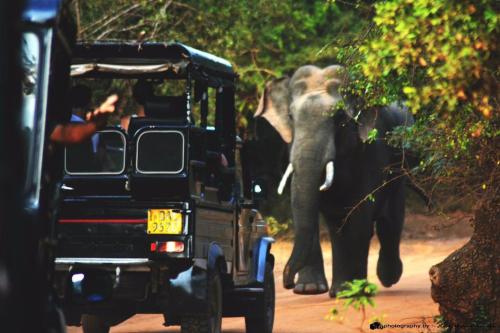 Animales en el tented camp o alrededores