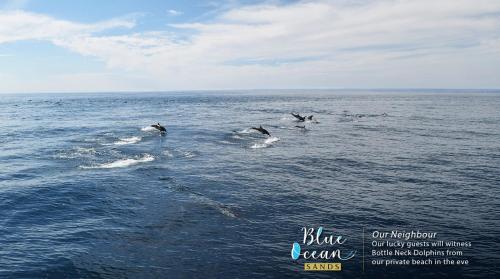 a group of dolphins jumping out of the water at Blue Ocean Sands - On the Beach in Kumta