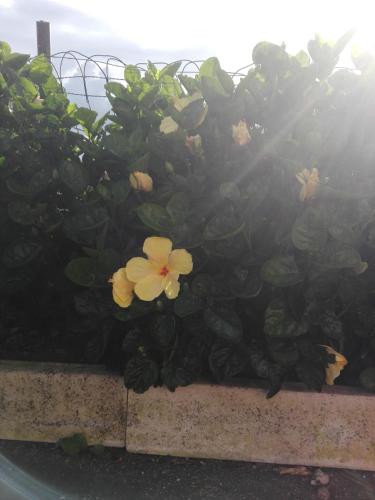 a plant with yellow and white flowers on a ledge at Casa vicente in Santa Cruz das Flores