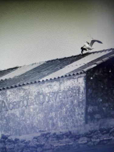 a bird sitting on the roof of a building at Casa vicente in Santa Cruz das Flores