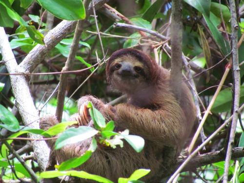 Animales en el departamento o alrededores