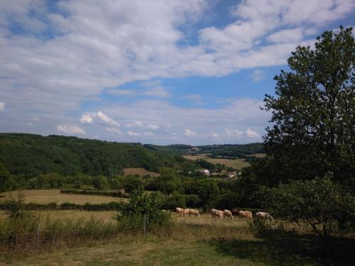a herd of animals grazing in a field at La maison de Jacques in Villiers-en-Morvan