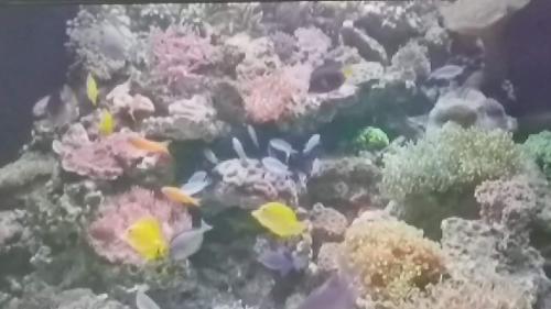 a group of fish in a coral reef at LeMarida Suites in Saint Peter
