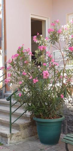 a potted plant with pink flowers in front of a building at Bellesuite Tirana in Tirana