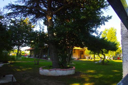 a tree sitting in the middle of a yard at Villa Isabella in Marina di Grosseto