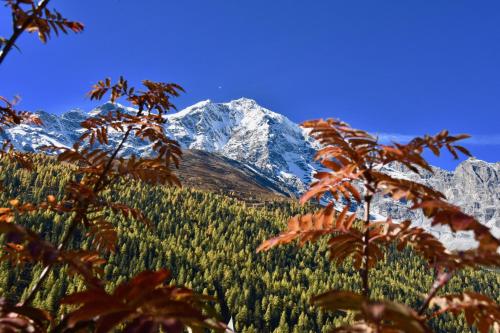 a snow covered mountain in front of a forest at Bed & Breakfast Hotel Nives in Solda